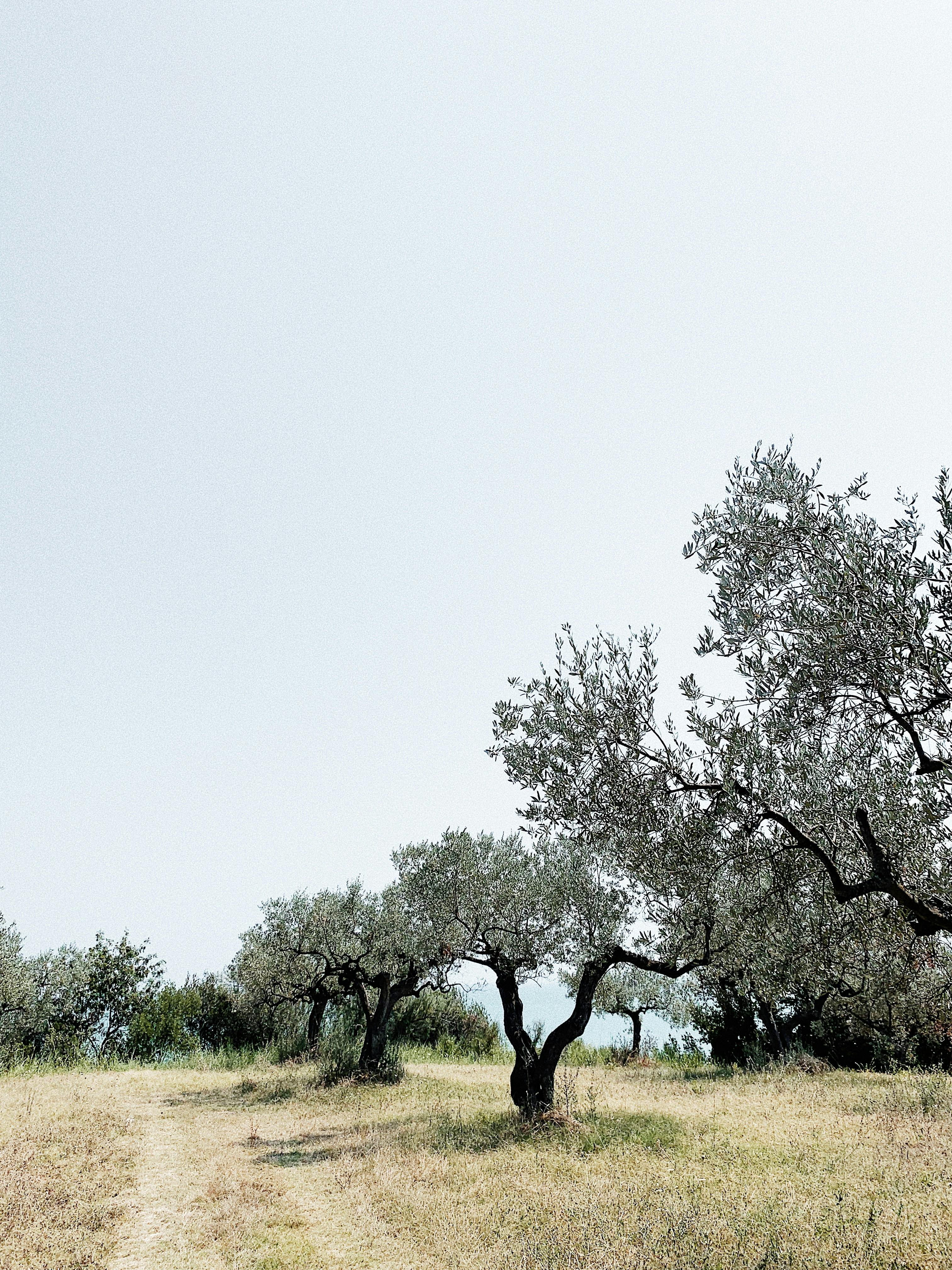 Imagen de plantación de olivos